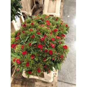 DIANTHUS BARBATUS BARBARELLA LICHTV