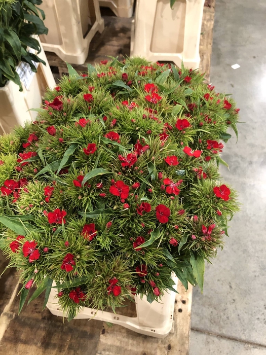 <h4>DIANTHUS BARBATUS BARBARELLA LICHTV</h4>