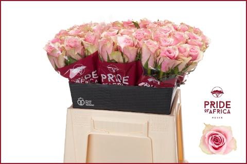 <h4>R GR ATHENA ROYALE</h4>