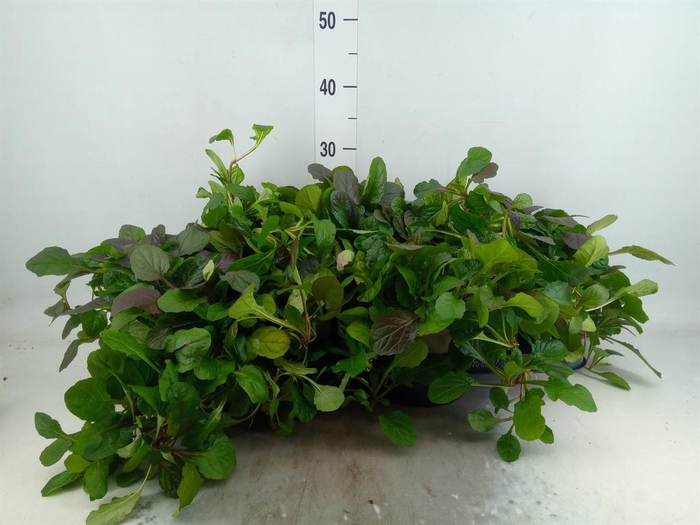 <h4>Ajuga reptans 'Braunherz'</h4>