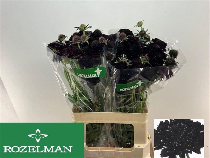 <h4>SCAB AT BLACKB SCOOP</h4>