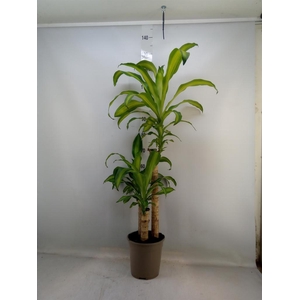 Dracaena frag. 'Massangeana'