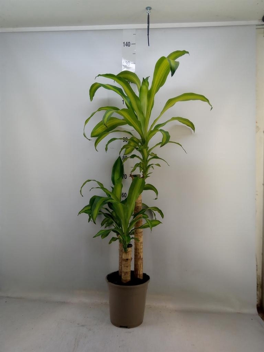 <h4>Dracaena frag. 'Massangeana'</h4>