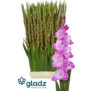 Glad Gr Rosette Gladz