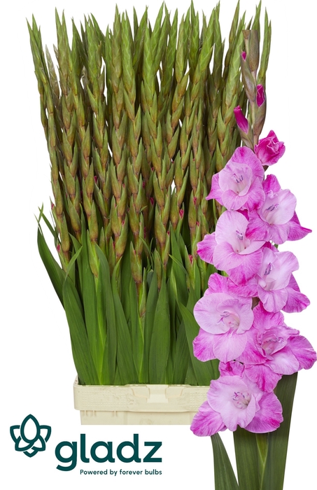 <h4>Glad Gr Rosette Gladz</h4>