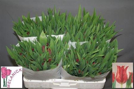 <h4>Tu Li Pretty Woman</h4>