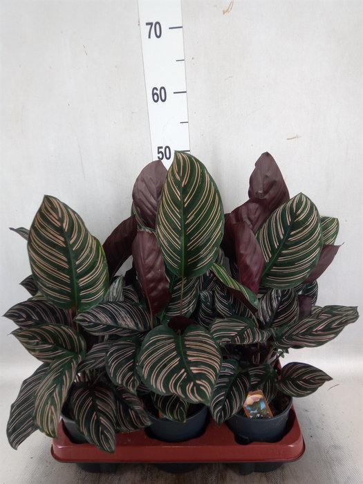 <h4>Calathea sanderiana</h4>