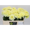 Dahlia Hilda Special