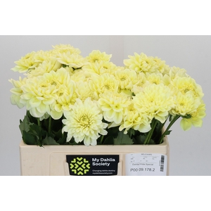 Dahlia Hilda Special