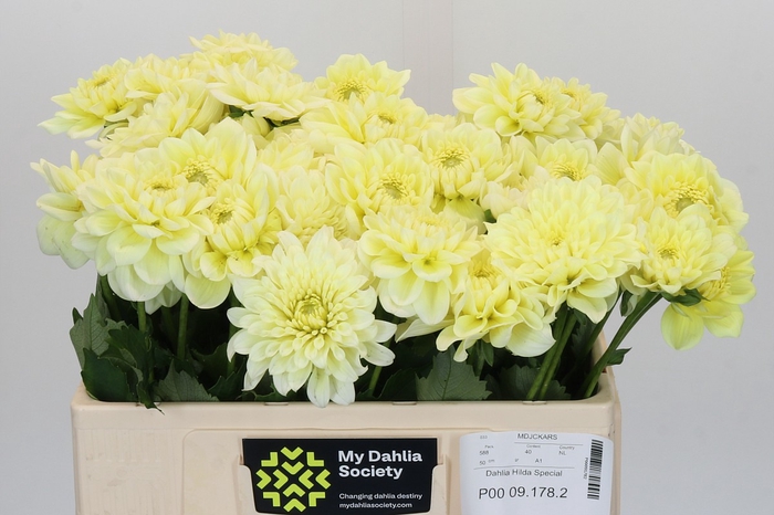 Dahlia Hilda Special