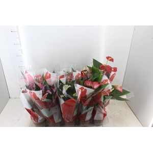 ANTHURIUM VARIADO P12