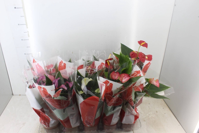 <h4>ANTHURIUM VARIADO P12</h4>