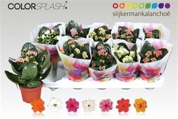 <h4>KAL GE GEM 7 KL</h4>