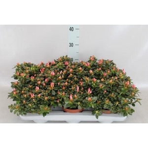 Rhododendron sim. 'Sachsenst' .mix