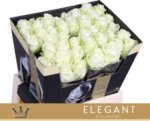 <h4>R Gr Avalanche+</h4>