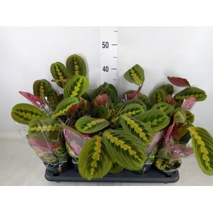 Maranta leuc. 'Fascinator'