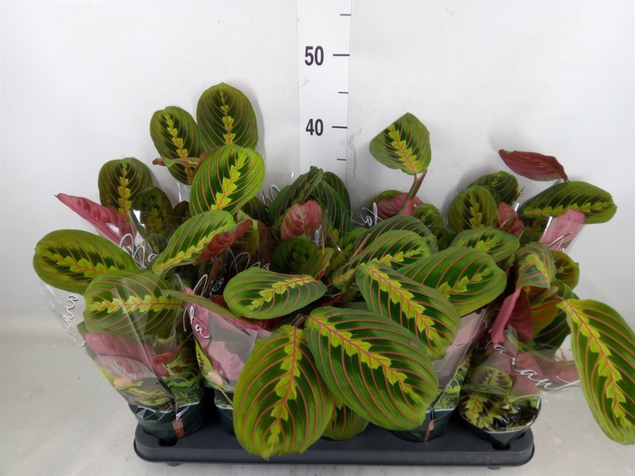 <h4>Maranta leuc. 'Fascinator'</h4>