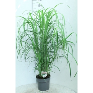 Miscanthus sin.