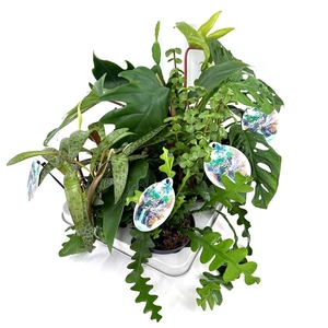 JUNGLE MIX x6 P12