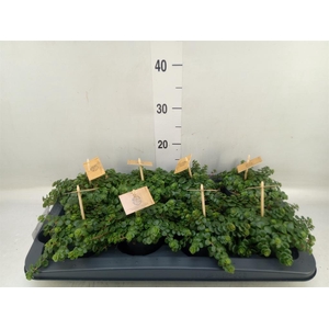 Sedum makinoi 'Kosmosje'