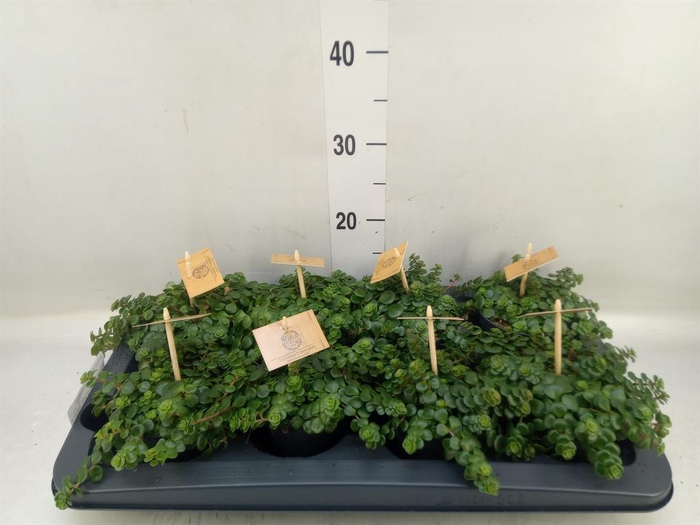 <h4>Sedum makinoi 'Kosmosje'</h4>