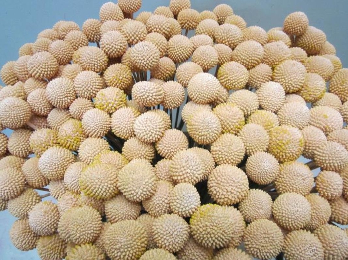 <h4>Craspedia A Zalm (gedroogd)</h4>