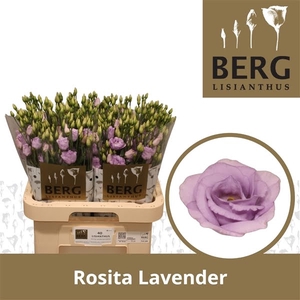 Eust Rosita Lavender