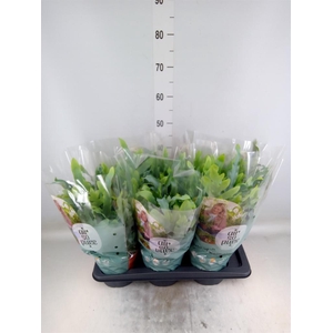 Phlebodium aureum 'Blue Star'