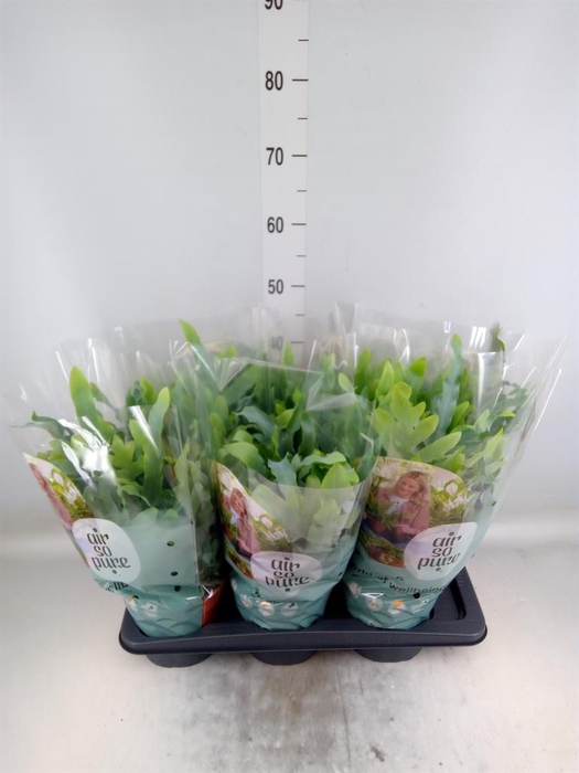 <h4>Phlebodium aureum 'Blue Star'</h4>