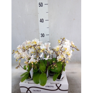 Phalaenopsis   ...mini
