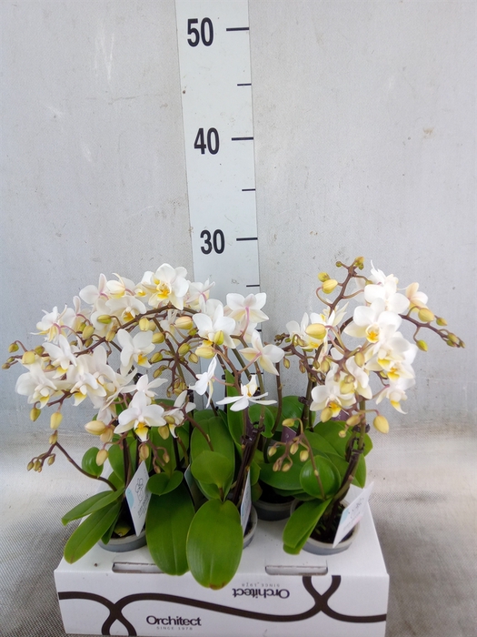 <h4>Phalaenopsis   ...mini</h4>