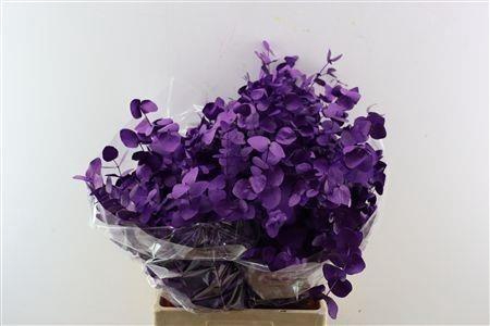<h4>EUC CIN KLB P BOS H%</h4>