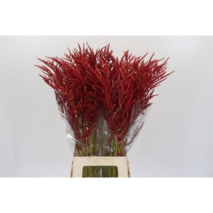 Bromelia Red Paloma
