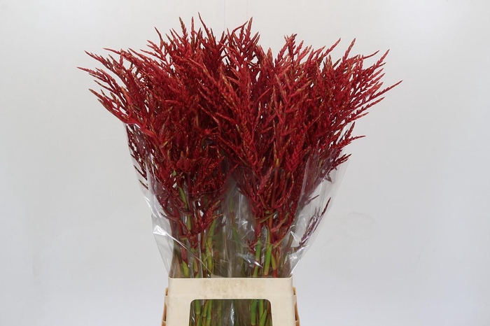 <h4>Bromelia Red Paloma</h4>