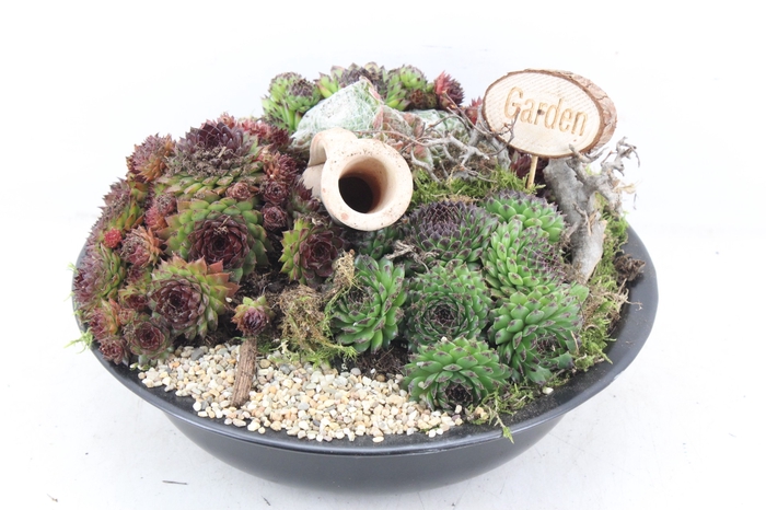 <h4>arr4 Semp MB - Zink schaal black</h4>