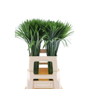 DECOGROEN GROOT BLAD