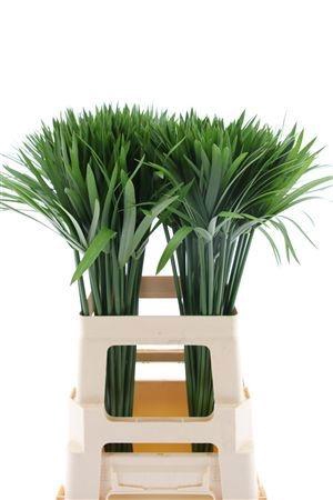 <h4>DECOGROEN GROOT BLAD</h4>