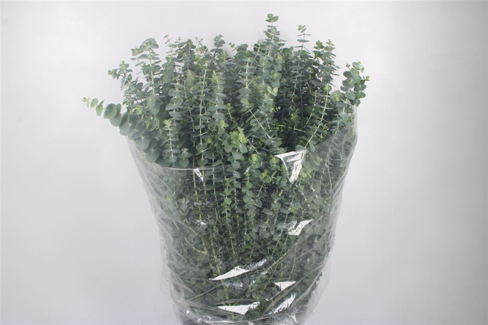 <h4>Euc Baby Blue Per Bunch 400 Gram Juvenile</h4>