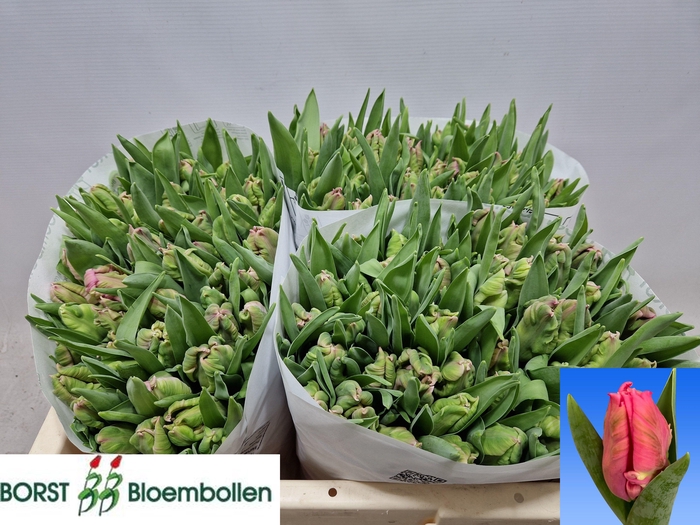 <h4>TU PA MARVEL PARROT</h4>