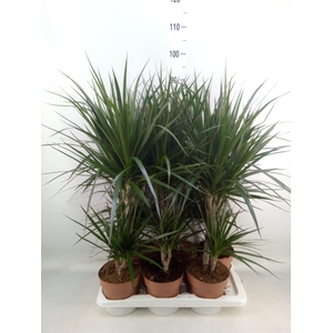 Dracaena marg.