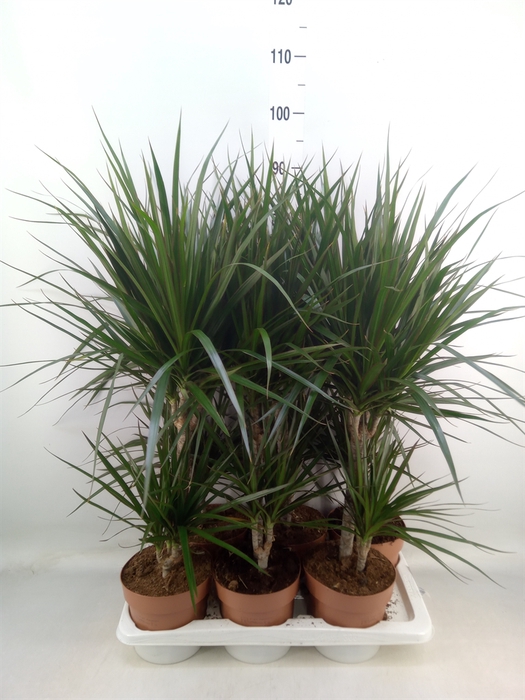 <h4>Dracaena marg.</h4>