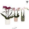 Phalaenopsis gemengd