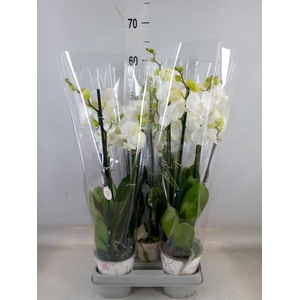 Phalaenopsis   ...white