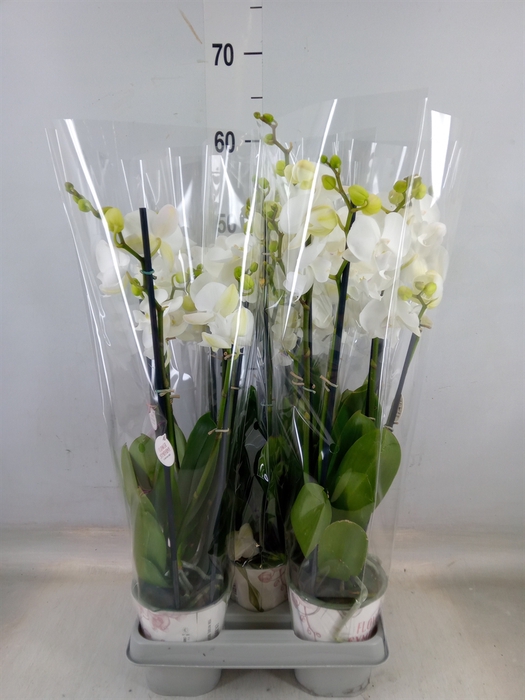 <h4>Phalaenopsis   ...white</h4>