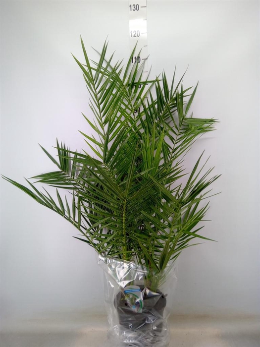<h4>Chamaerops humilis</h4>