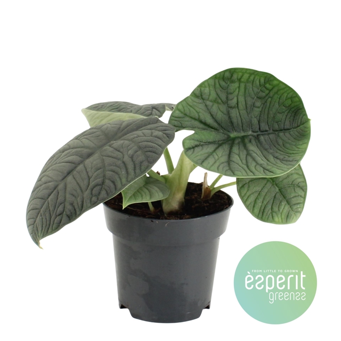 <h4>Alocasia Melo</h4>