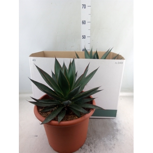 Agave  'Shaka Zulu'