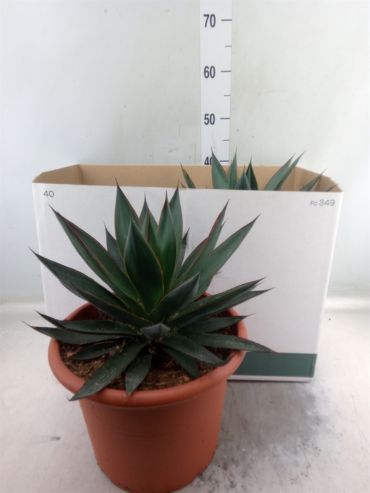 <h4>Agave  'Shaka Zulu'</h4>