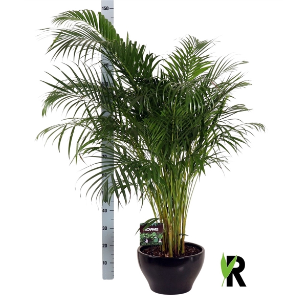 <h4>Dypsis lutescens in keramiek rond zwart</h4>