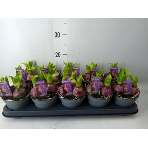 Hyacinthus orie. 'Pearl Blue'